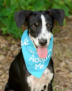 Animal Health Care Denver - Free Initial Wellness Exam For An Adopted Pet